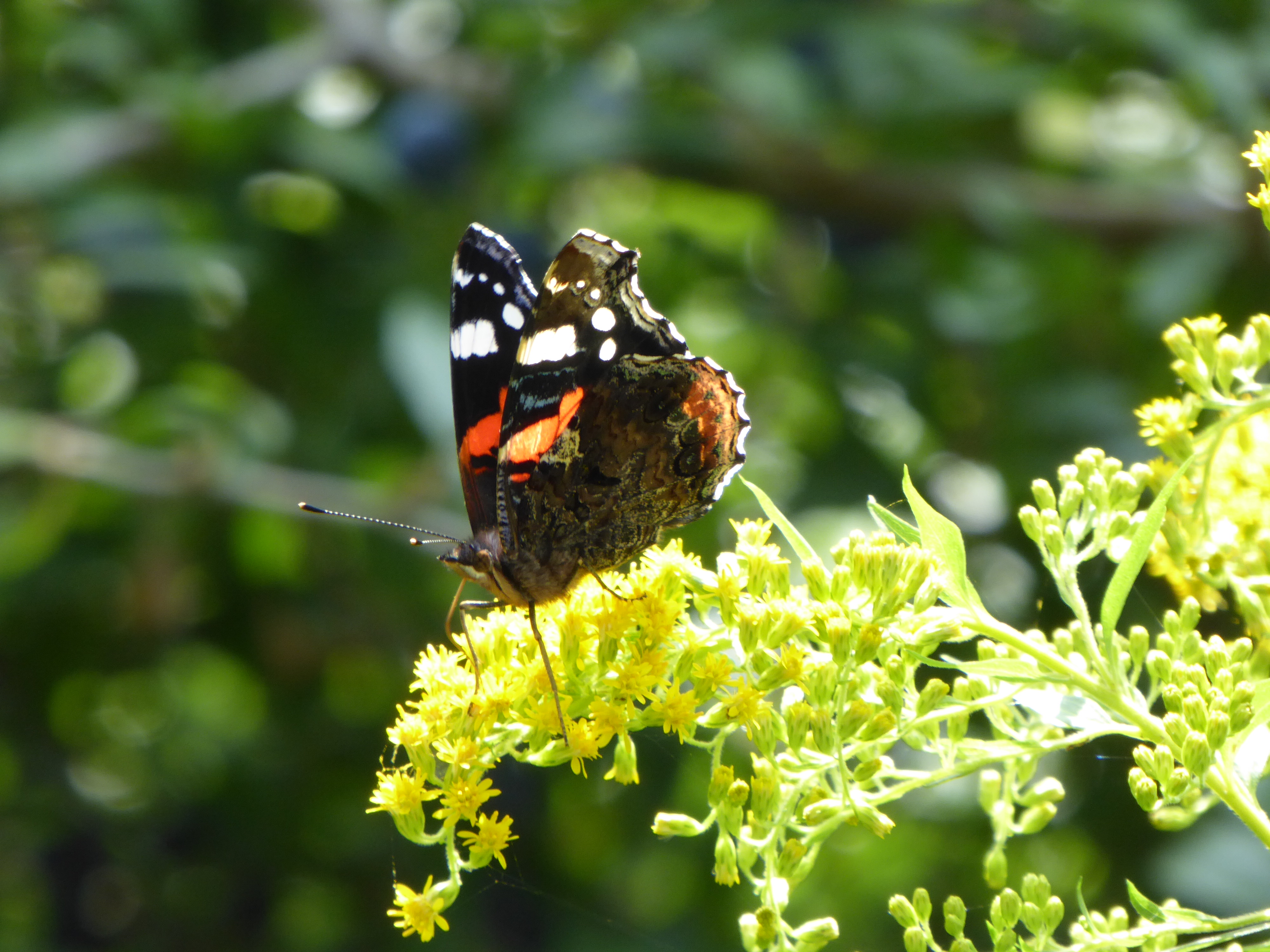 Nationalpark-Donau-Auen-thNe_Admiral_Neumair.JPG