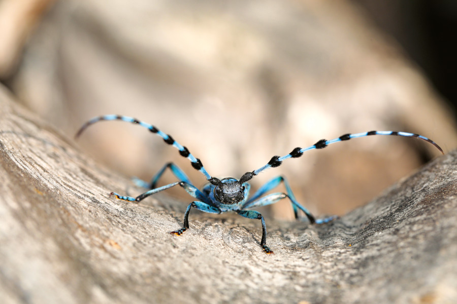 Nationalpark-Donau-Auen-46839-5-Fauna-WL-Insekten-Alpenbockkafer,BaumgartnerB.jpg