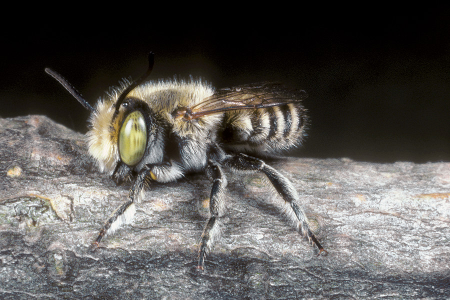 Nationalpark-Donau-Auen-12698-5-Fauna-WL-Insekten-megachile_pilidens_m_Blattschneiderbiene,bWestrich.jpg
