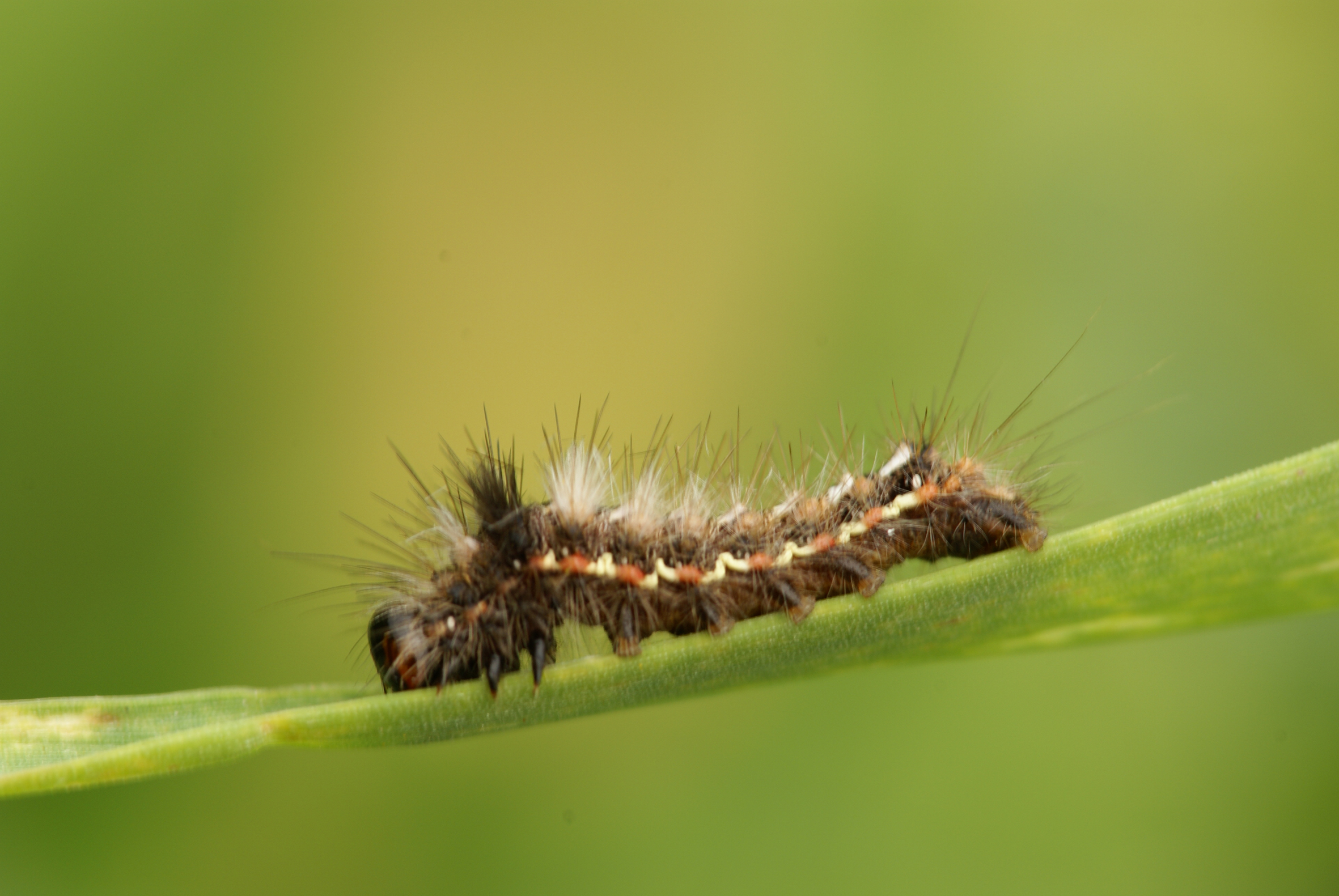 Nationalpark-Donau-Auen-16957-5-Fauna-WL-5-Insekten-Distelfalter,Baumgartner.jpg