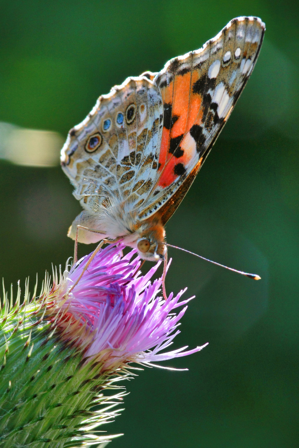 Nationalpark-Donau-Auen-18367-5-Fauna-WL-5-Insekten-Distelfalter,Kuhn.jpg