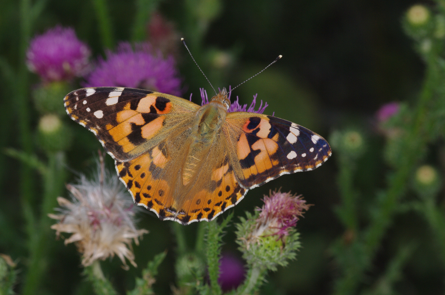 Nationalpark-Donau-Auen-42243-5-Fauna-WL-5-Insekten-Distelfalter,SendorZeman.jpg