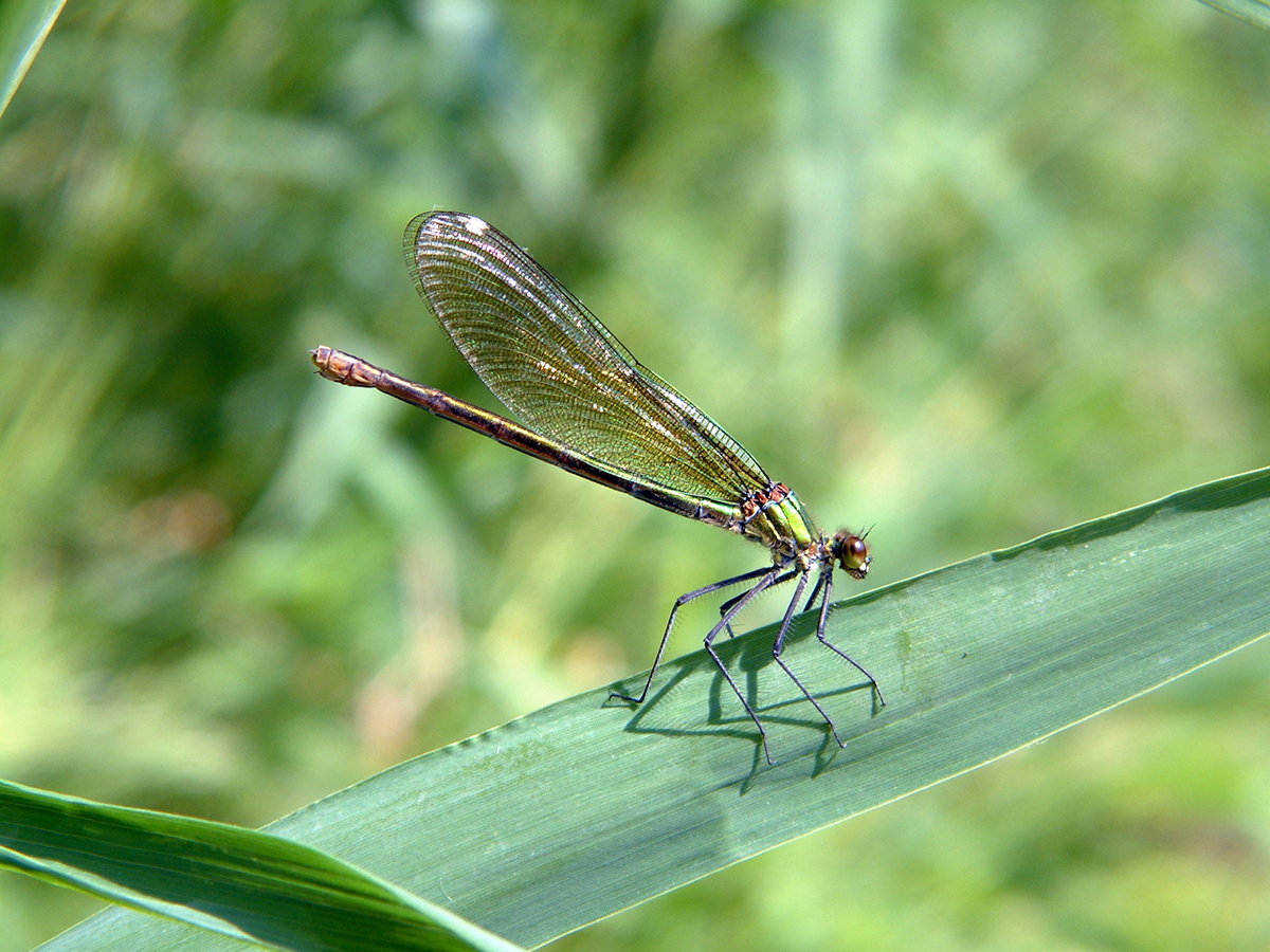 Nationalpark-Donau-Auen-6419-5-Fauna-WL-Insekten-gebandertePrachtlibelle,-Geerts.jpg