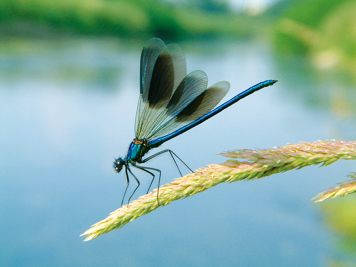 Nationalpark-Donau-Auen-6421-5-Fauna-WL-Insekten-gebandertePrachtlibelle,-GeertsB.jpg