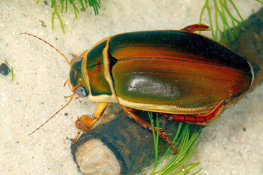 Gelbrandkäfer │ Nationalpark DonauAuen