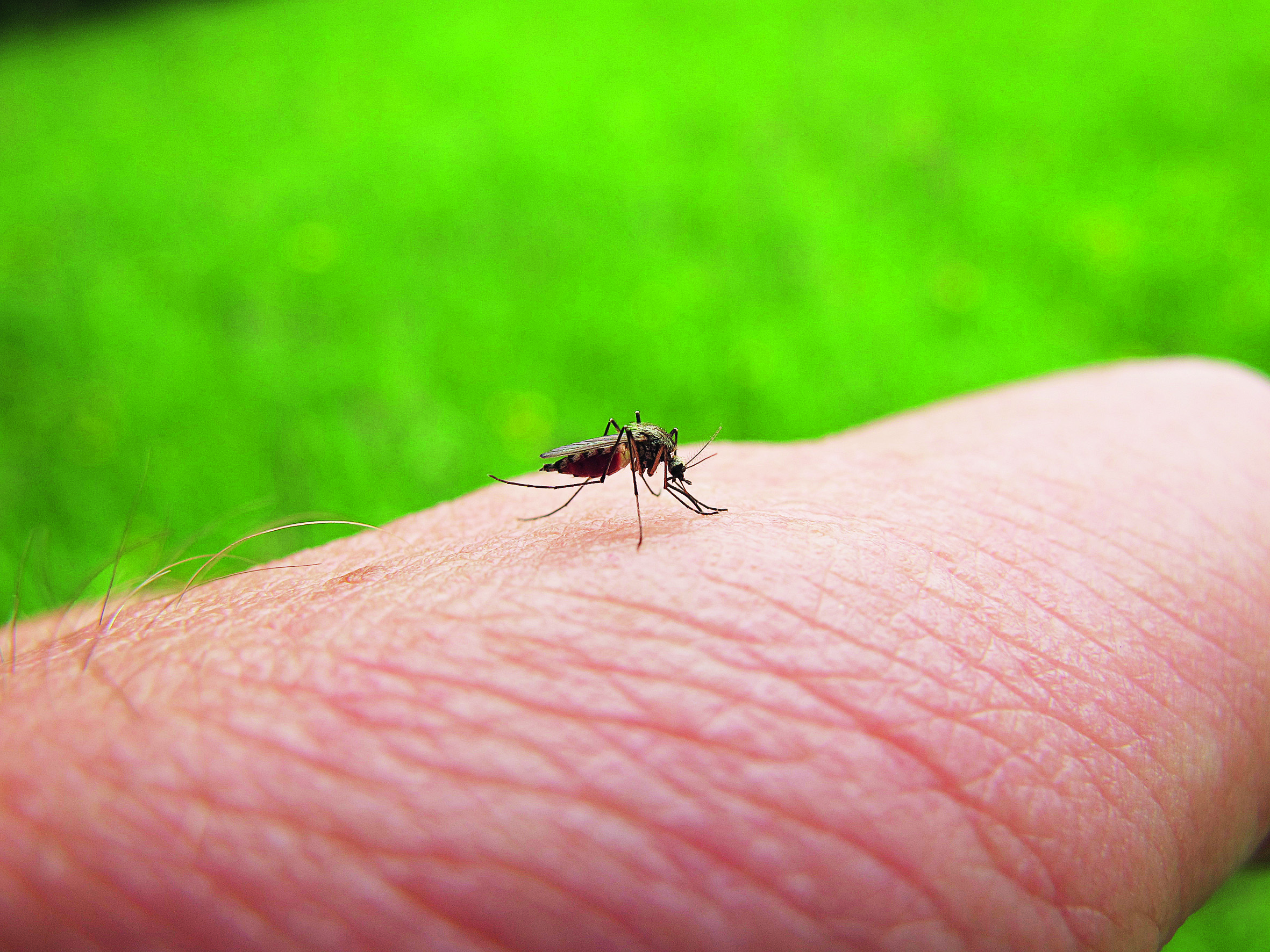 Nationalpark-Donau-Auen-31686-5-Fauna-WL-Insekten-Gelse,BaumgartnerB.jpg