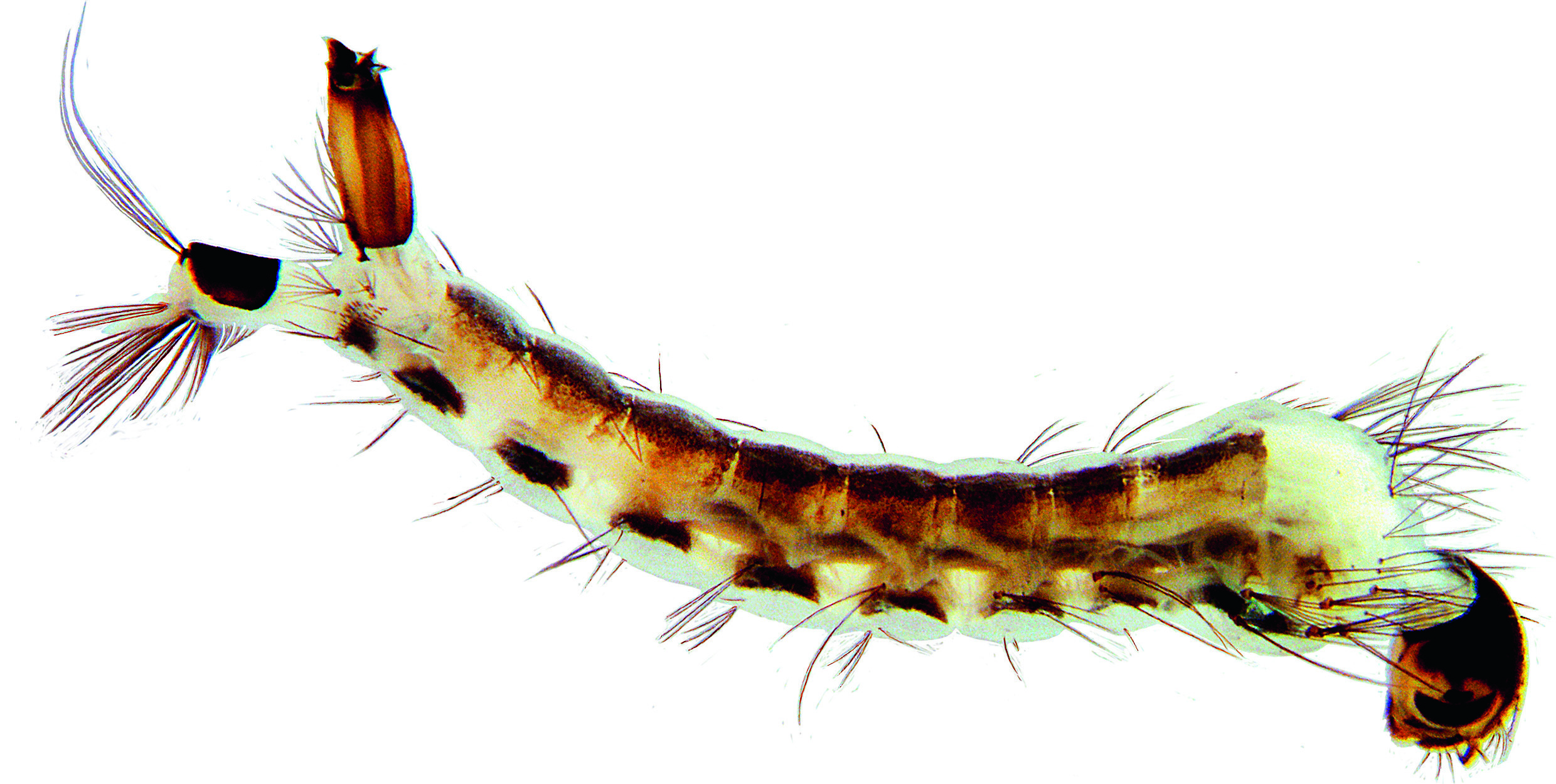 Nationalpark-Donau-Auen-35538-5-Fauna-WL-Insekten-Gelse-Larve,ZittraVitecekB.jpg