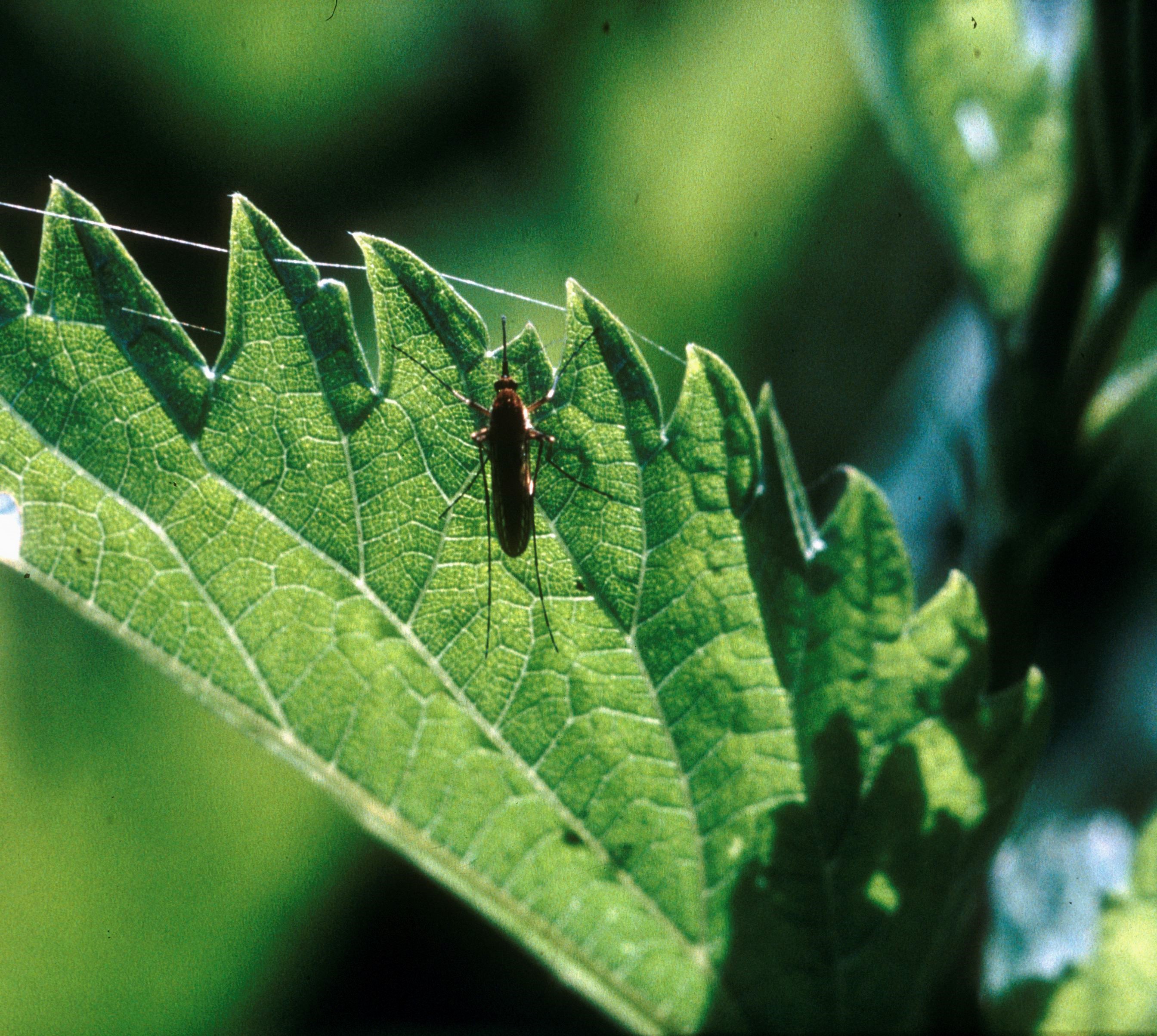 Nationalpark-Donau-Auen-725-5-Fauna-WL-Insekten-Gelse,Golebiowski&Navara.jpg