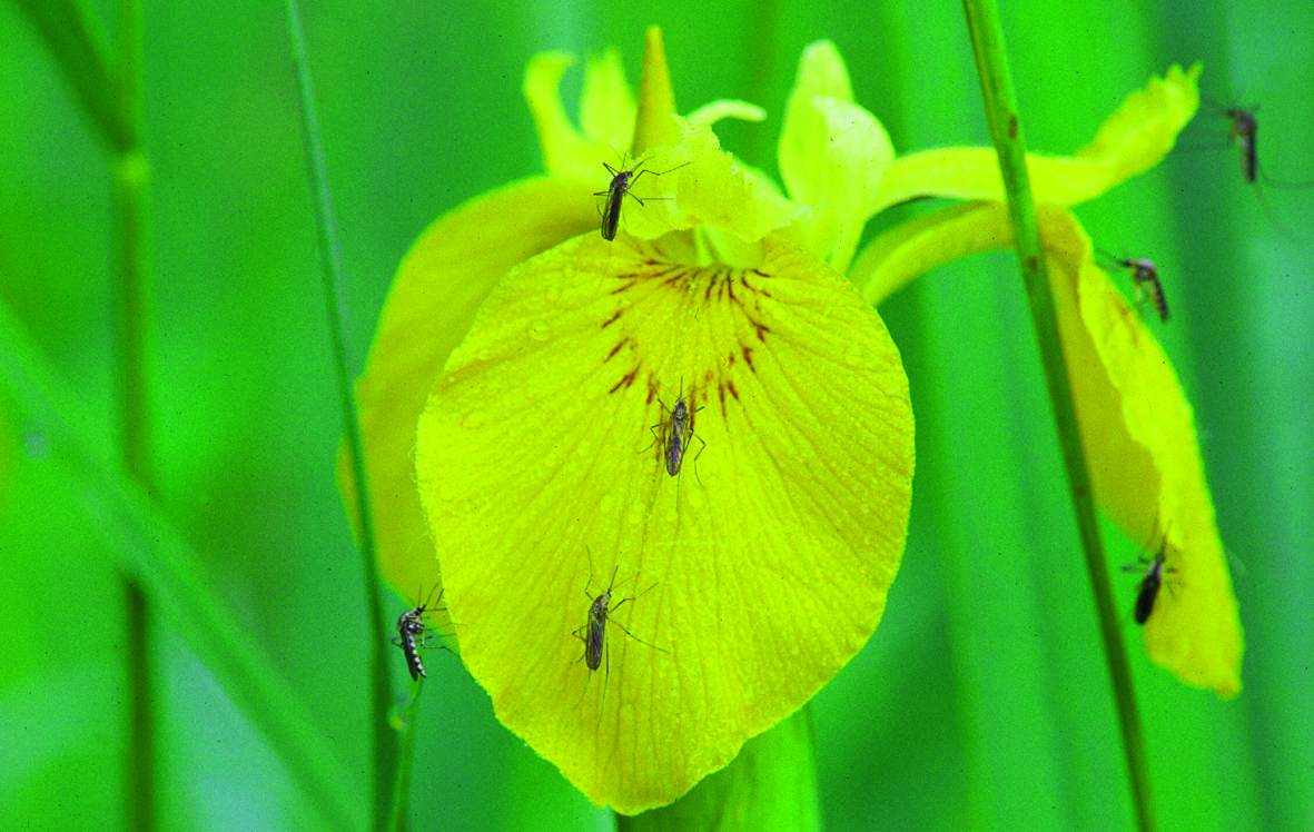 Nationalpark-Donau-Auen-9567-7-Flora-Krautige-Iris-mit-Gelsen,Kovacs.jpg
