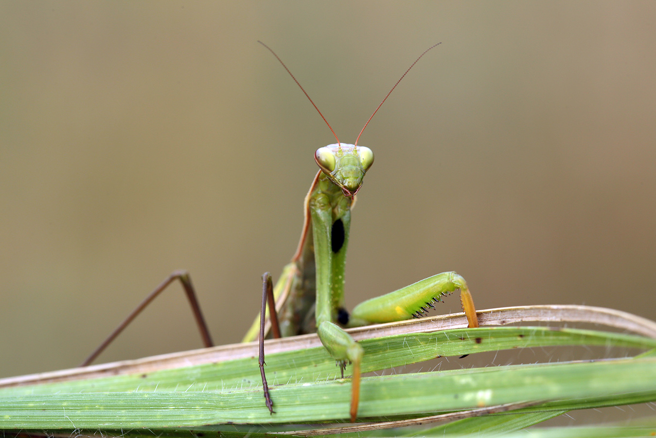 Nationalpark-Donau-Auen-35189-5-Fauna-WL-Insekten-GottesanbeterinWeibchenLobau,Baumgartner.JPG