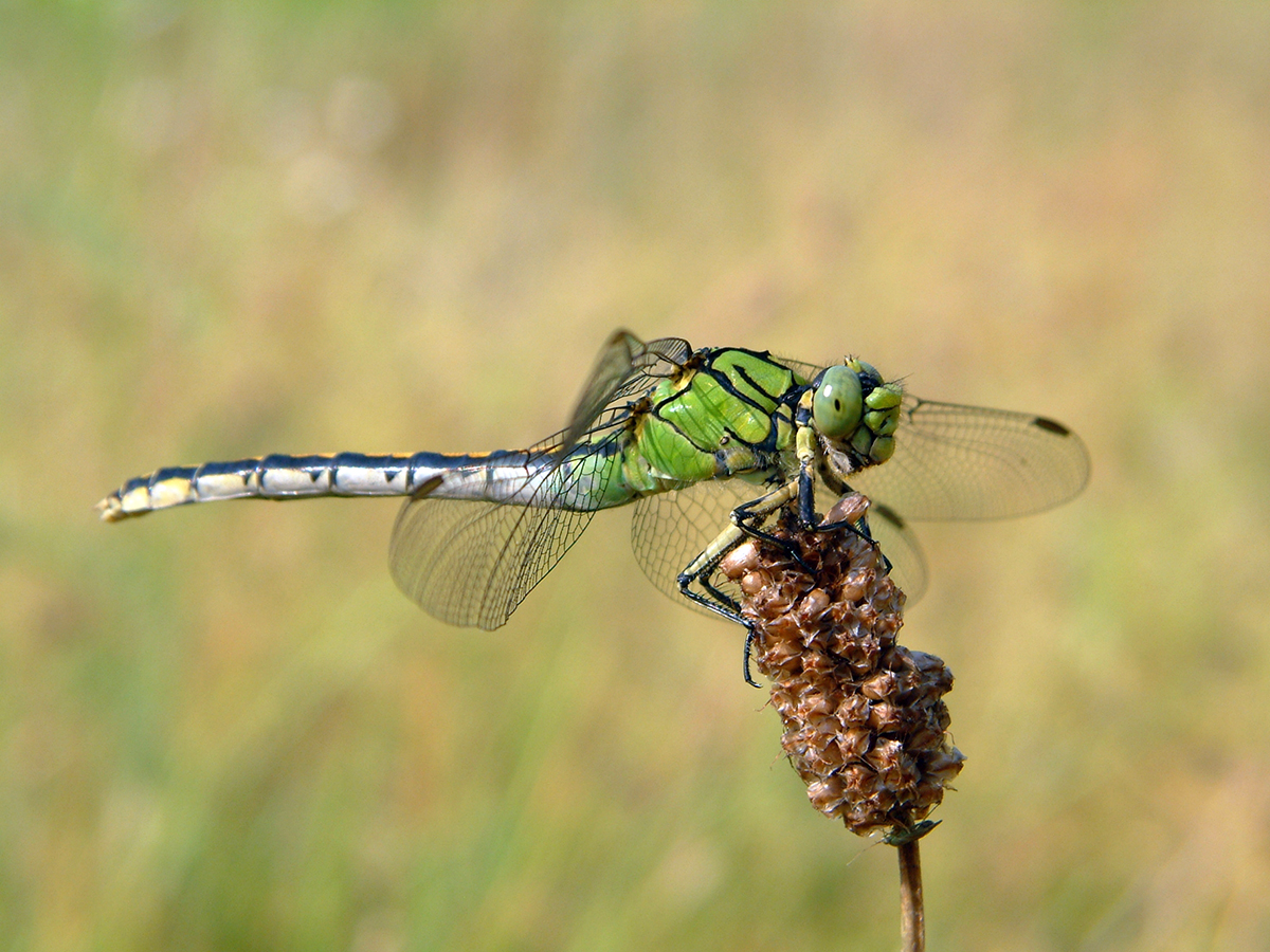 Nationalpark-Donau-Auen-6474-5-Fauna-WL-GruneFlussjungfer,Geerts.jpg