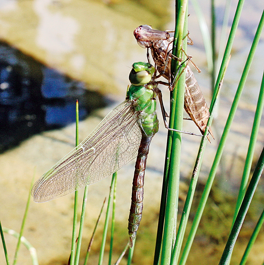 Nationalpark-Donau-Auen-17433-5-Fauna-WL-Insekten-GrosseKonigslibelleHautung,DolecekB.jpg