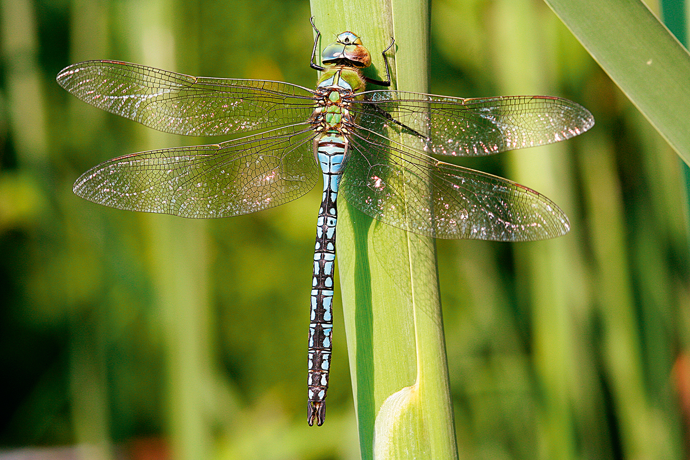 Nationalpark-Donau-Auen-32264-5-Fauna-WL-Insekten-GrosseKonigslibelle,RothenederB.jpg