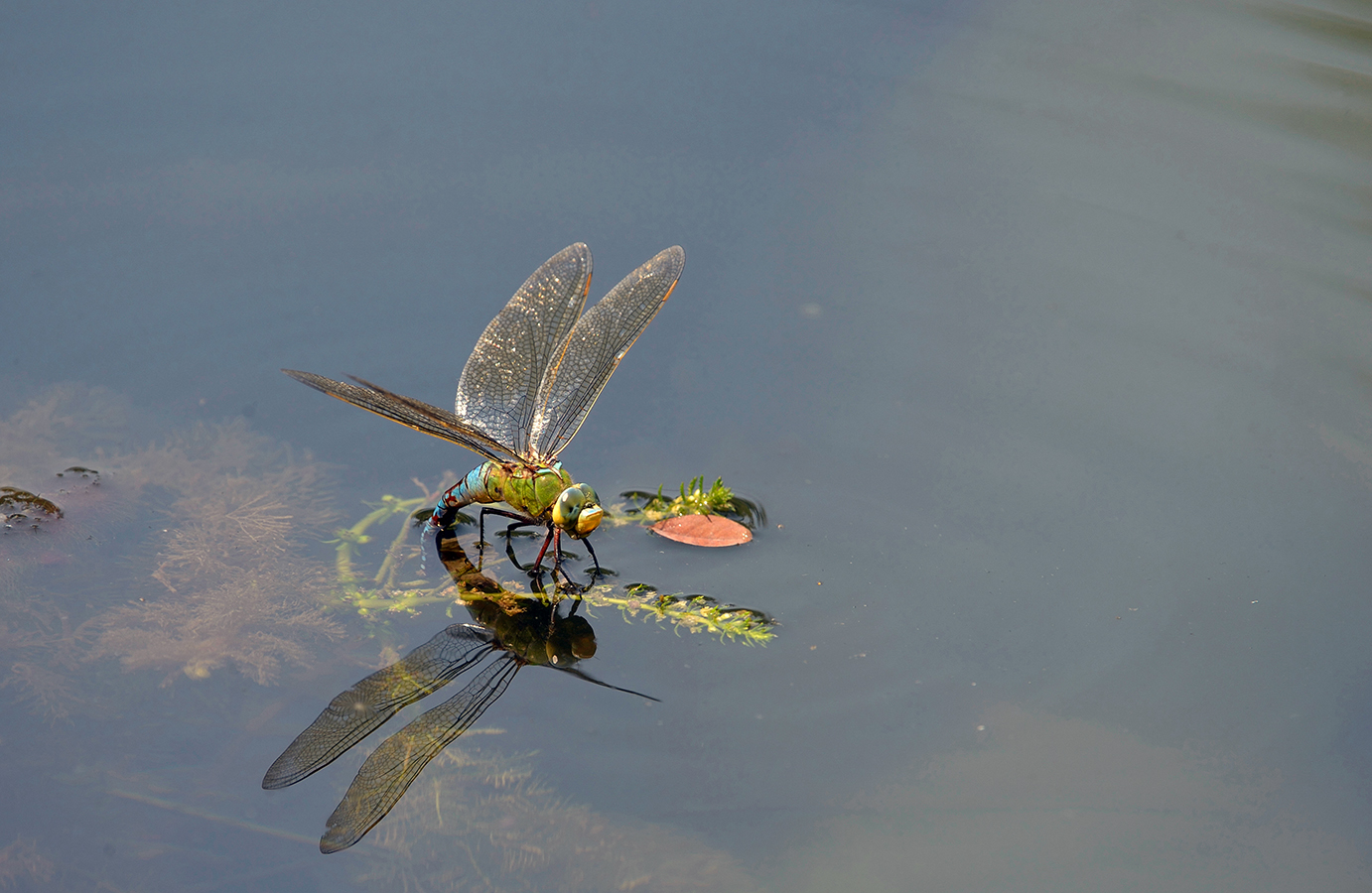 Nationalpark-Donau-Auen-38348-5-Fauna-WL-Insekten-GrosseKonigslibelle,Kracher.jpg