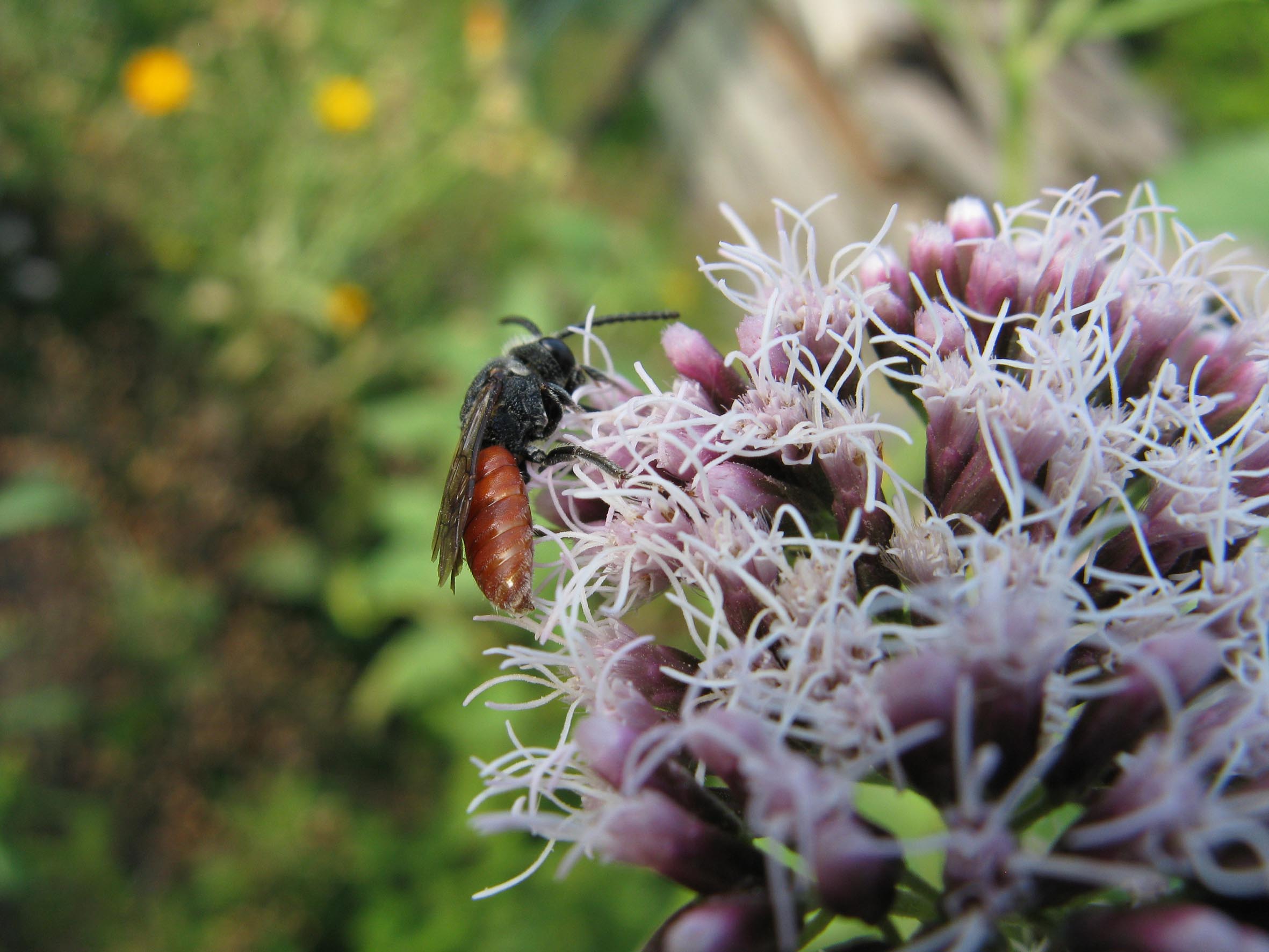 Nationalpark-Donau-Auen-29720-5-Fauna-WL-Insekten-Blutbiene,Hackl.jpg