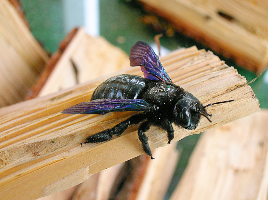 Nationalpark-Donau-Auen-37889-5-Fauna-WL-Insekten-Holzbiene,FuchsB.jpg