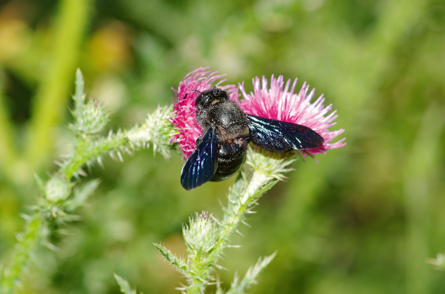 Nationalpark-Donau-Auen-42284-5-Fauna-WL-Insekten-Holzbiene,SendorZemanB.jpg