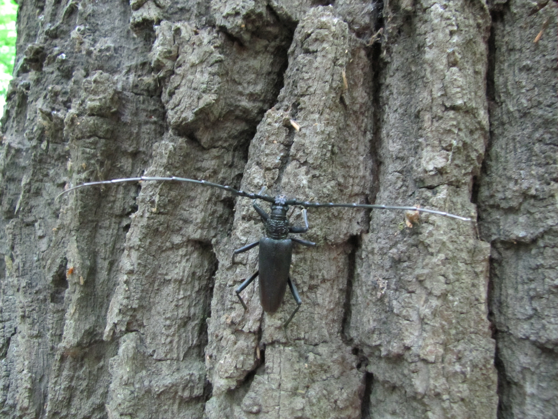 Nationalpark-Donau-Auen-23862-5-Fauna-WL-Insekten-Eichenbock,Heissenberger.jpg
