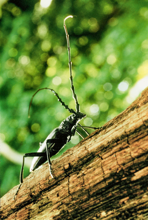 Nationalpark-Donau-Auen-8260-5-Fauna-WL-Insekten-Eichenbock,-ZabranskyB.jpg
