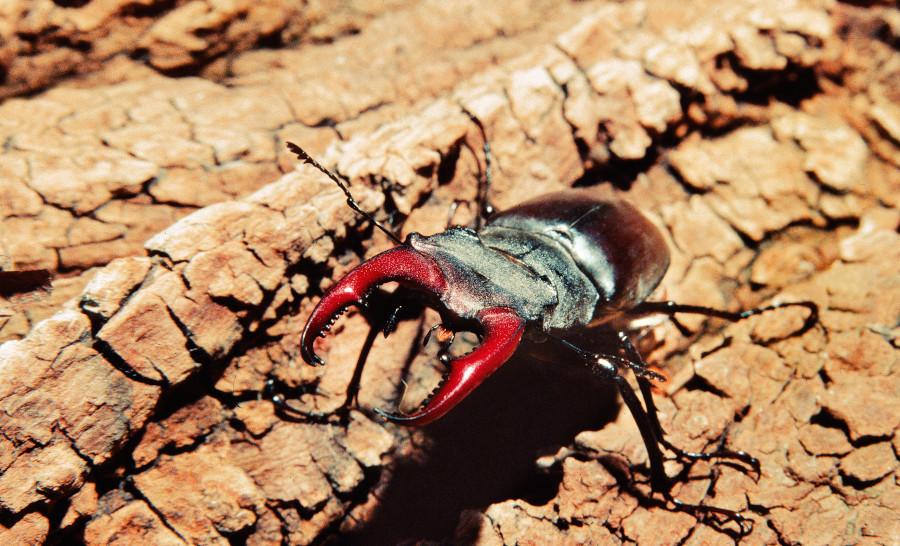 Nationalpark-Donau-Auen-7642-5-Fauna-WL-Insekten,Hirschkafer,KracherB.jpg