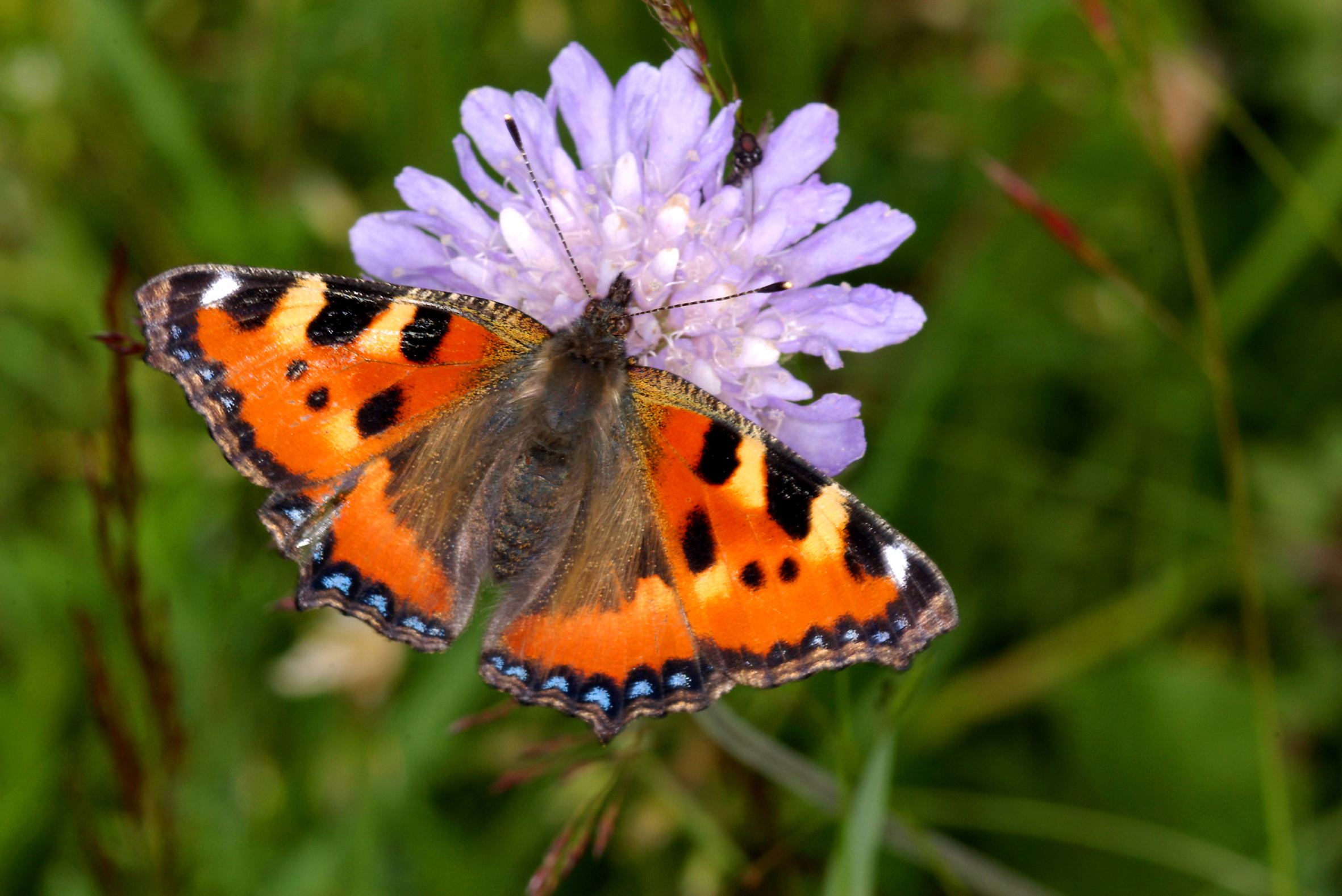 Nationalpark-Donau-Auen-11127-5-Fauna-WL-Insekten-Kleiner-Fuchs,Sendor,Zeman.jpg