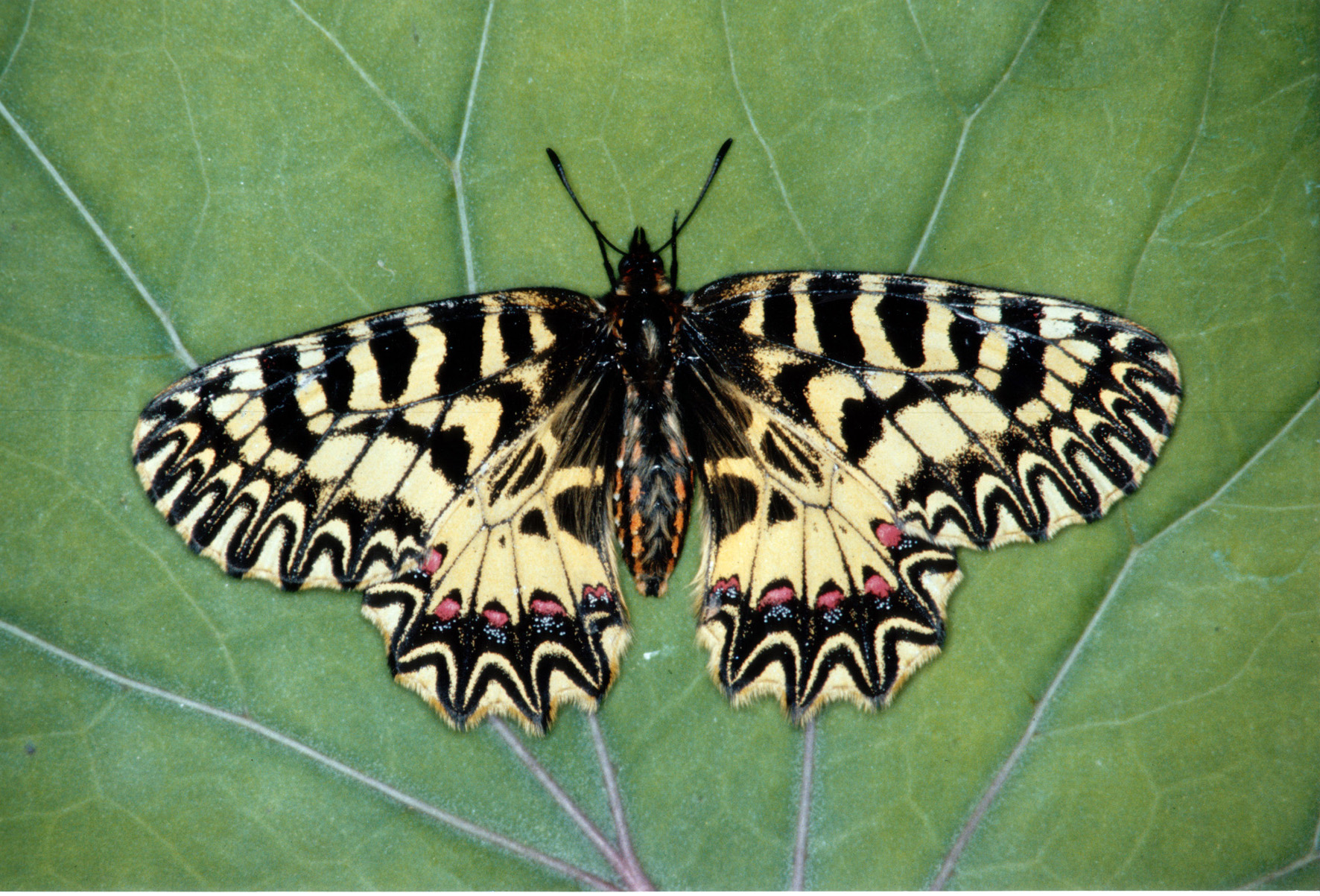 Nationalpark-Donau-Auen-14844-5-Fauna-WL-Insekten-Osterluzeifalter,-Gepp.jpg