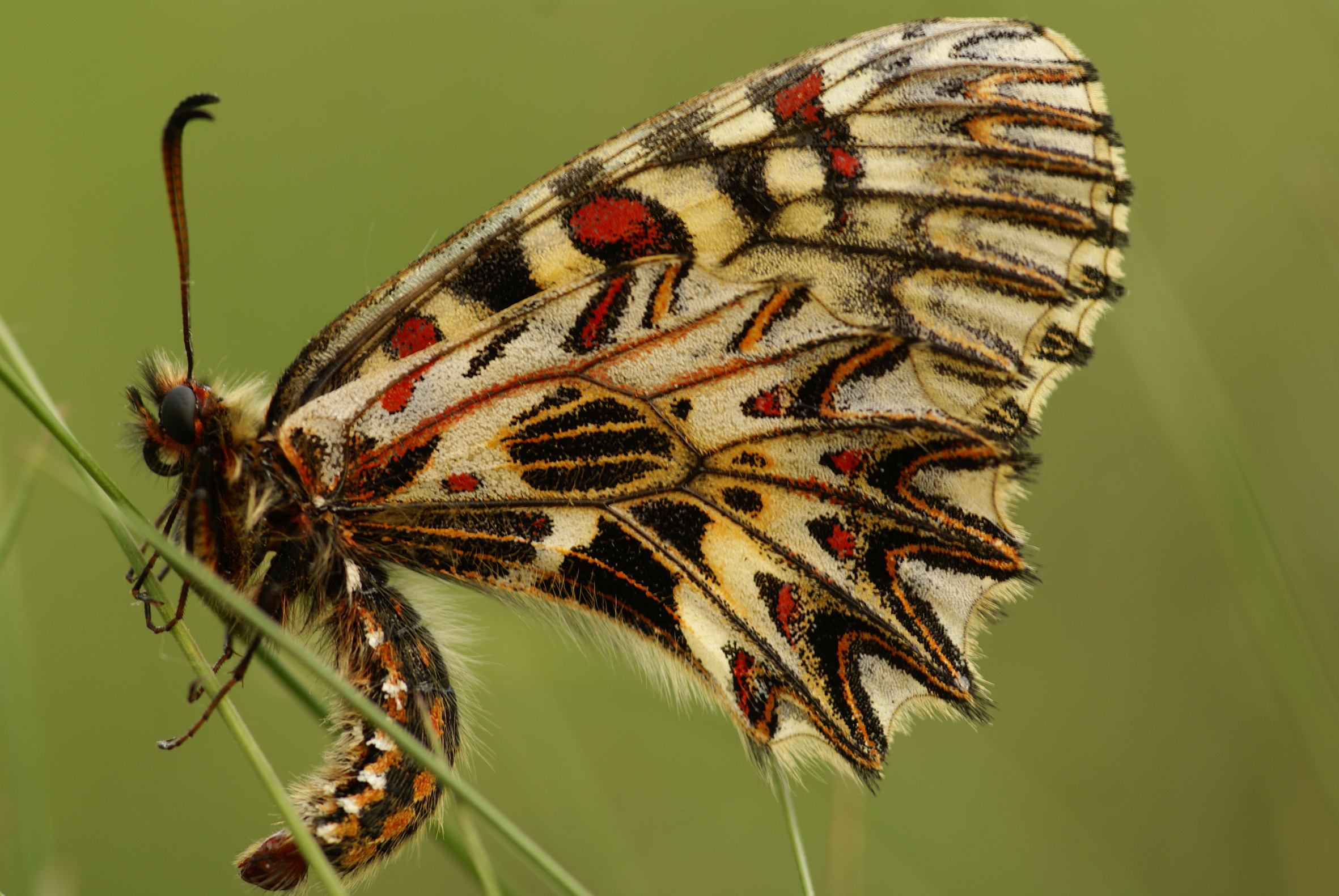 Nationalpark-Donau-Auen-16297-5-Fauna-WL-5-Insekten-Osterluzeifalter,Baumgartner.jpg