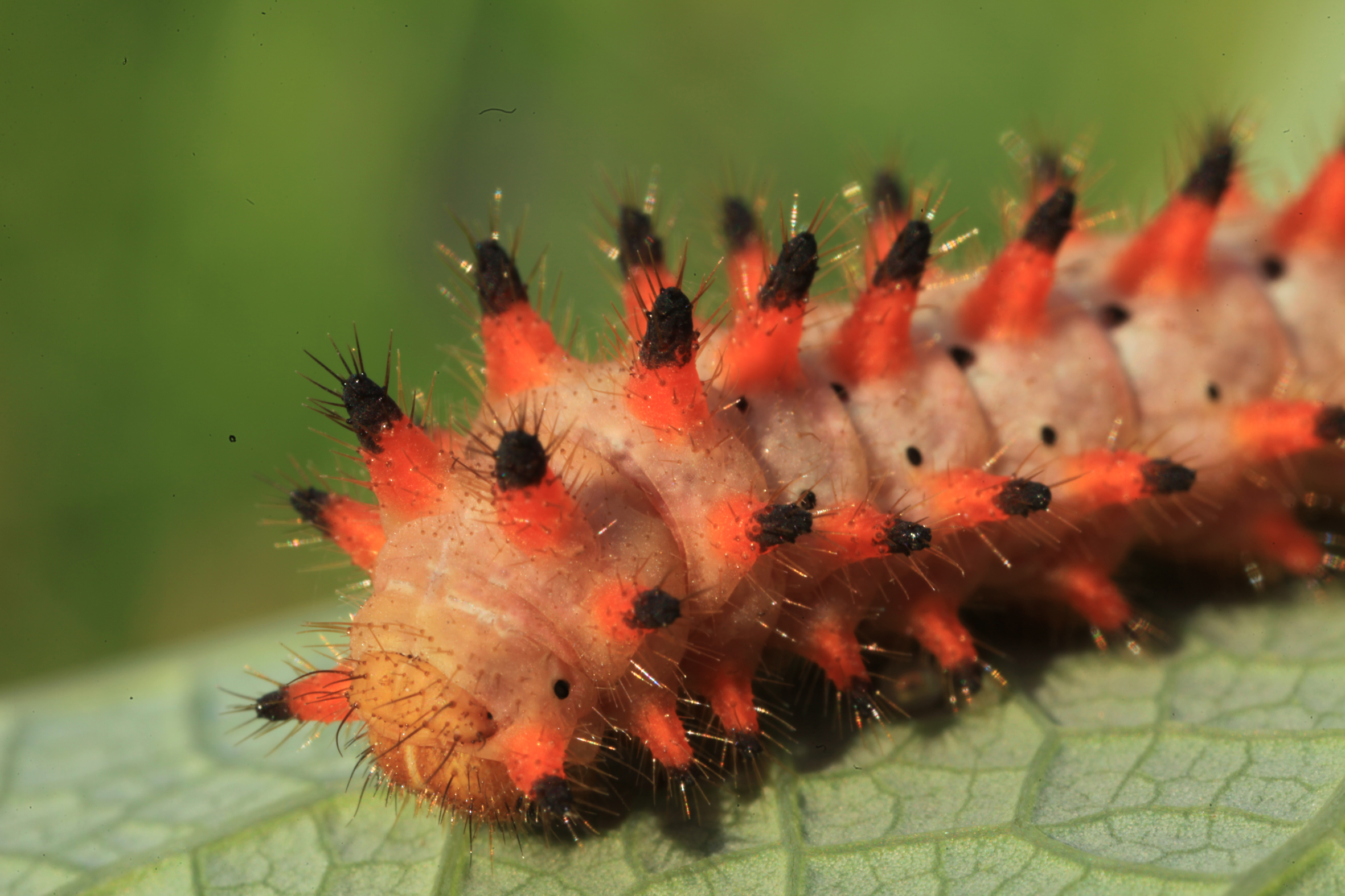 Nationalpark-Donau-Auen-25192-5-Fauna-WL-5-Insekten-Osterluzeifalter,Baumgartner.JPG