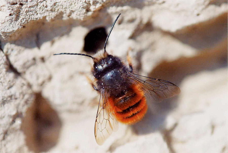 Nationalpark-Donau-Auen-5225-5-Fauna-WL-Insekten-Mauerbiene,WiesbauerB.jpg