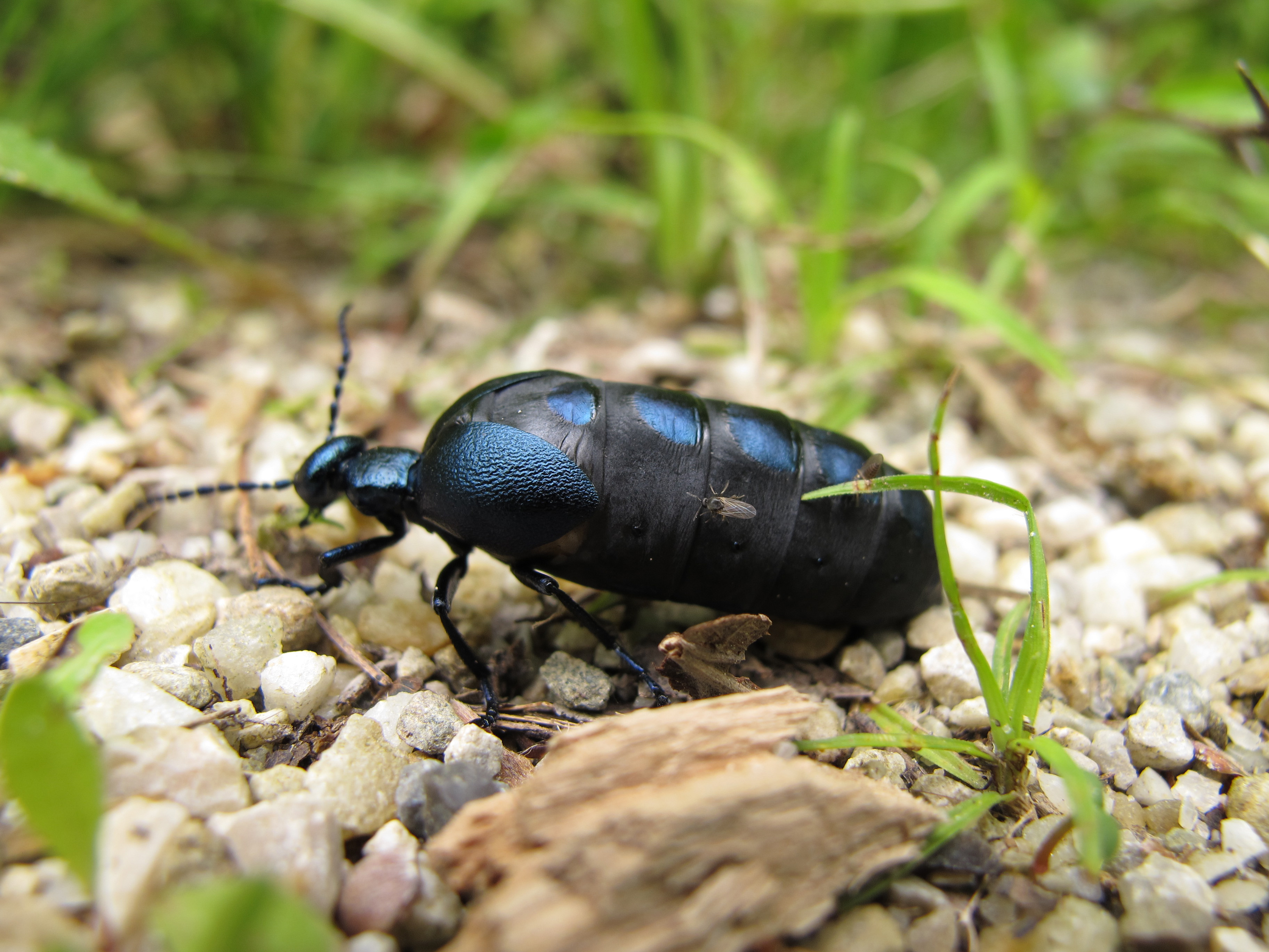 Schwarzblauer Ölkäfer│ Nationalpark DonauAuen