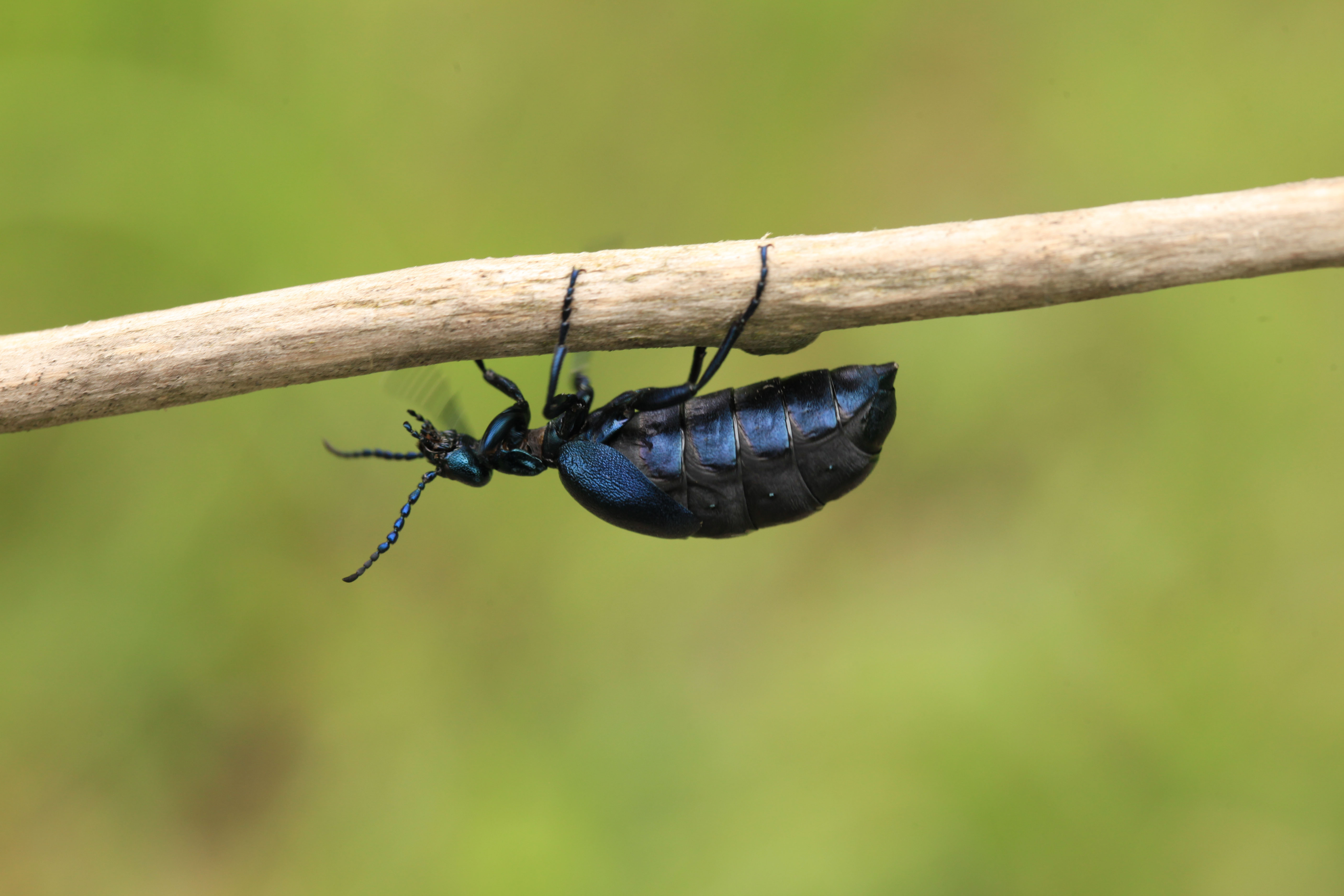 Schwarzblauer Ölkäfer│ Nationalpark DonauAuen