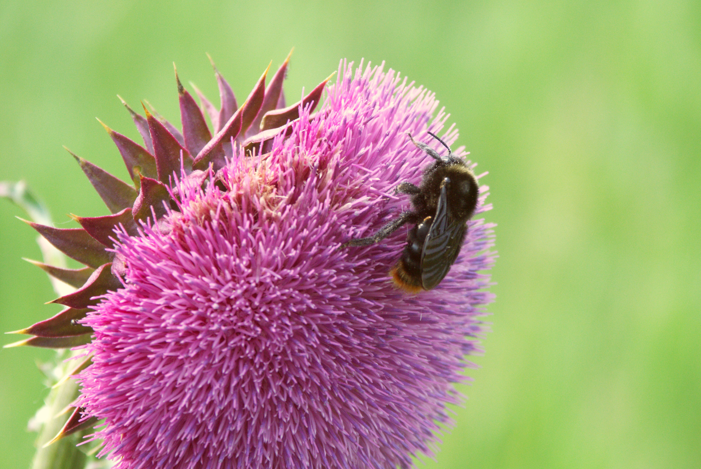 Nationalpark-Donau-Auen-14490-5-Fauna-WL-Insekten-Steinhummel,Kracher.jpg