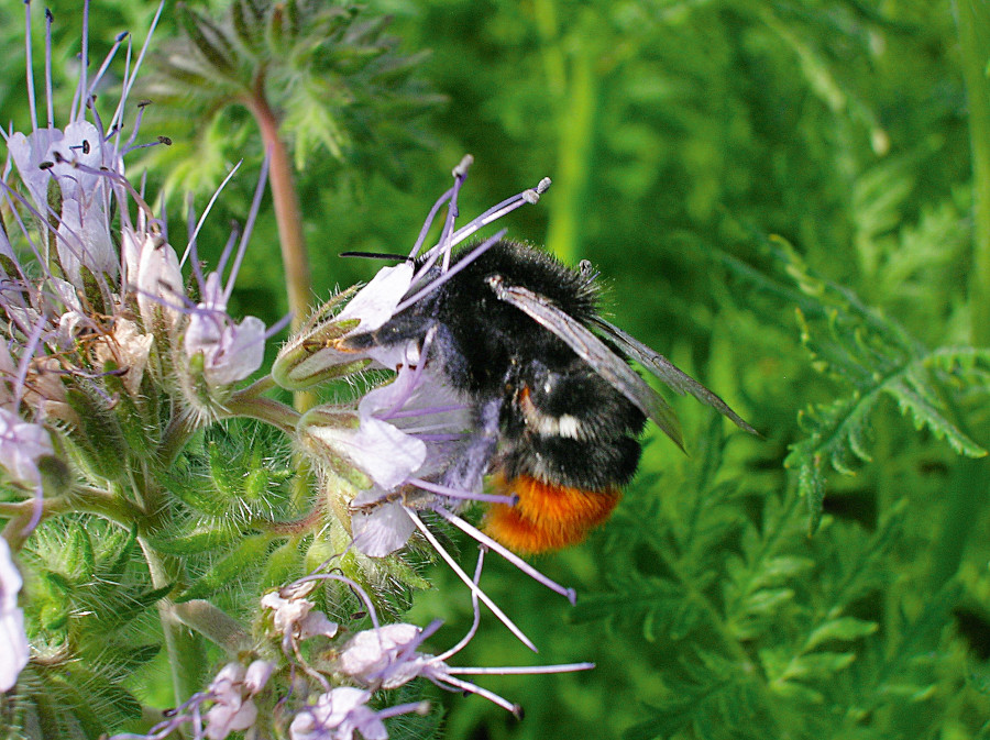 Nationalpark-Donau-Auen-37896-5-Fauna-WL-Insekten-Steinhummel,FuchsB.jpg