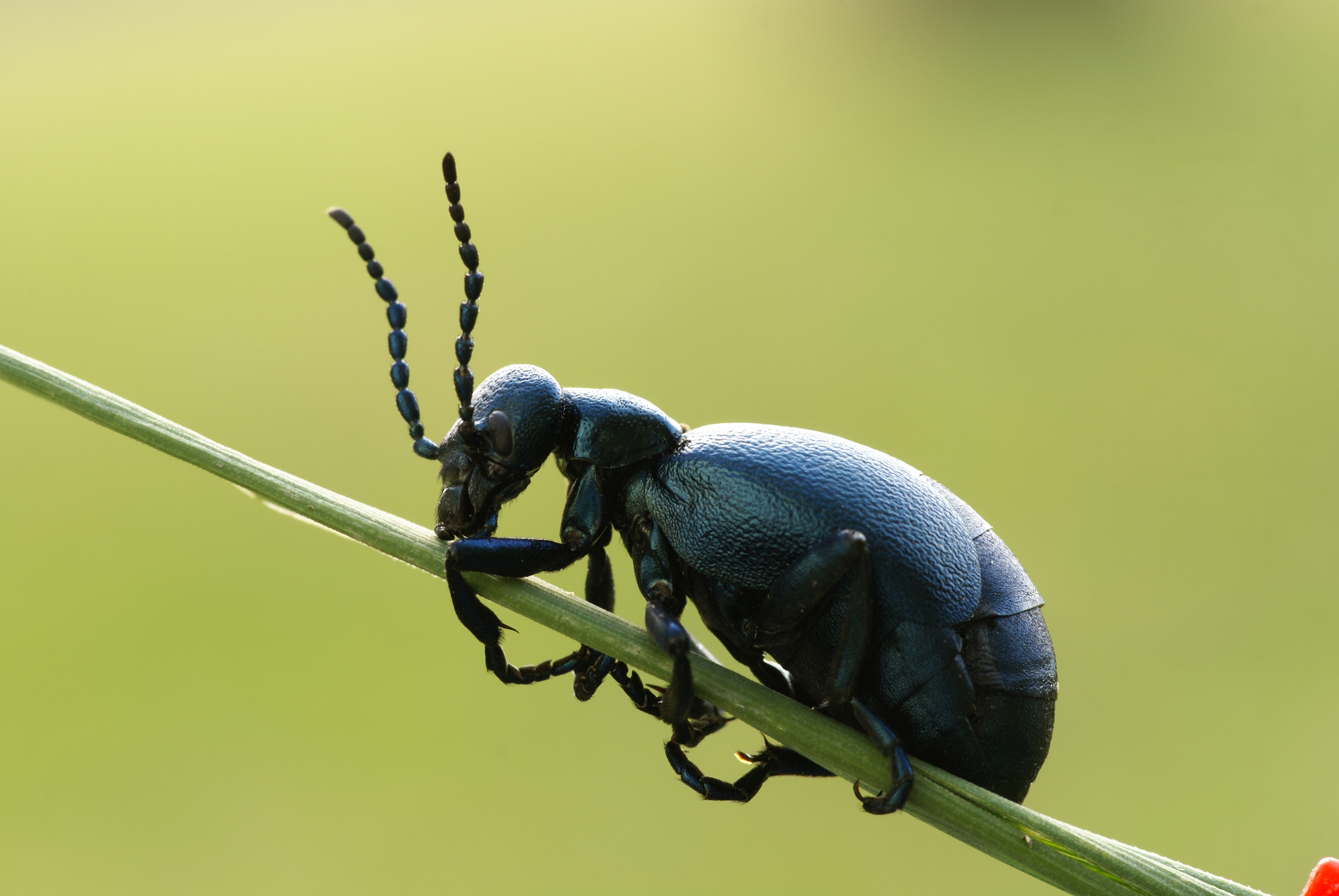 Nationalpark-Donau-Auen-10636-5-Fauna-WL-Insekten-Olkafer,Baumgartner.jpg