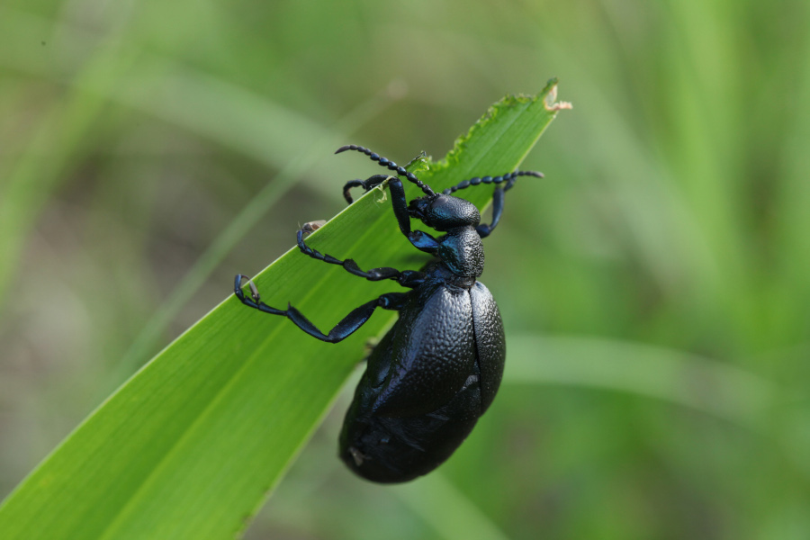 Nationalpark-Donau-Auen-42741-5-Fauna-WL-Insekten-Olkafer,Baumgartner.JPG