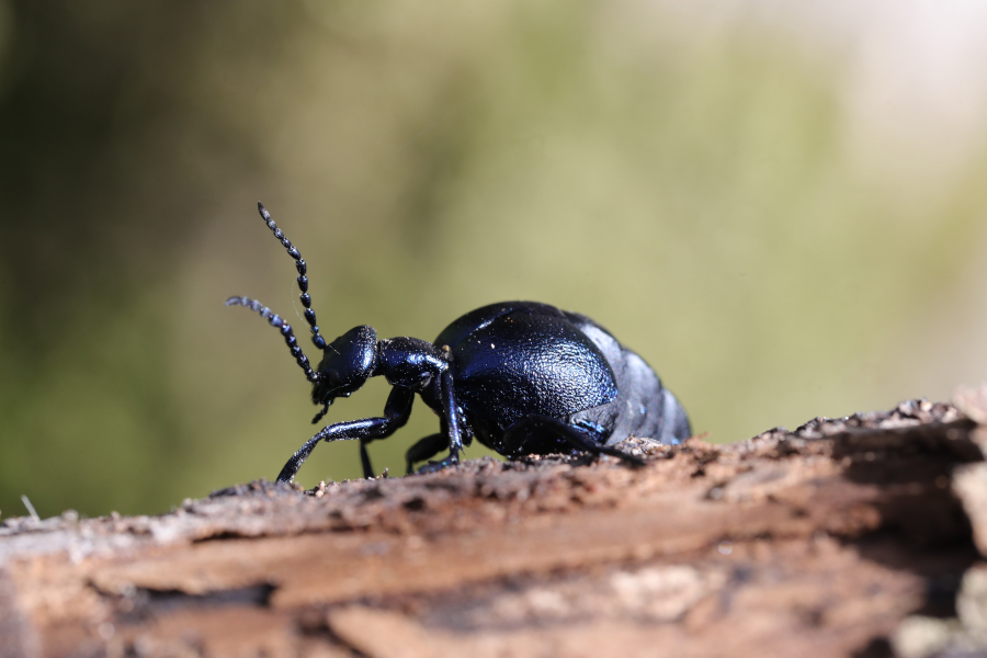 Nationalpark-Donau-Auen-49580_00060-5-Fauna-WL-Insekten-Olkafer,Baumgartner.JPG