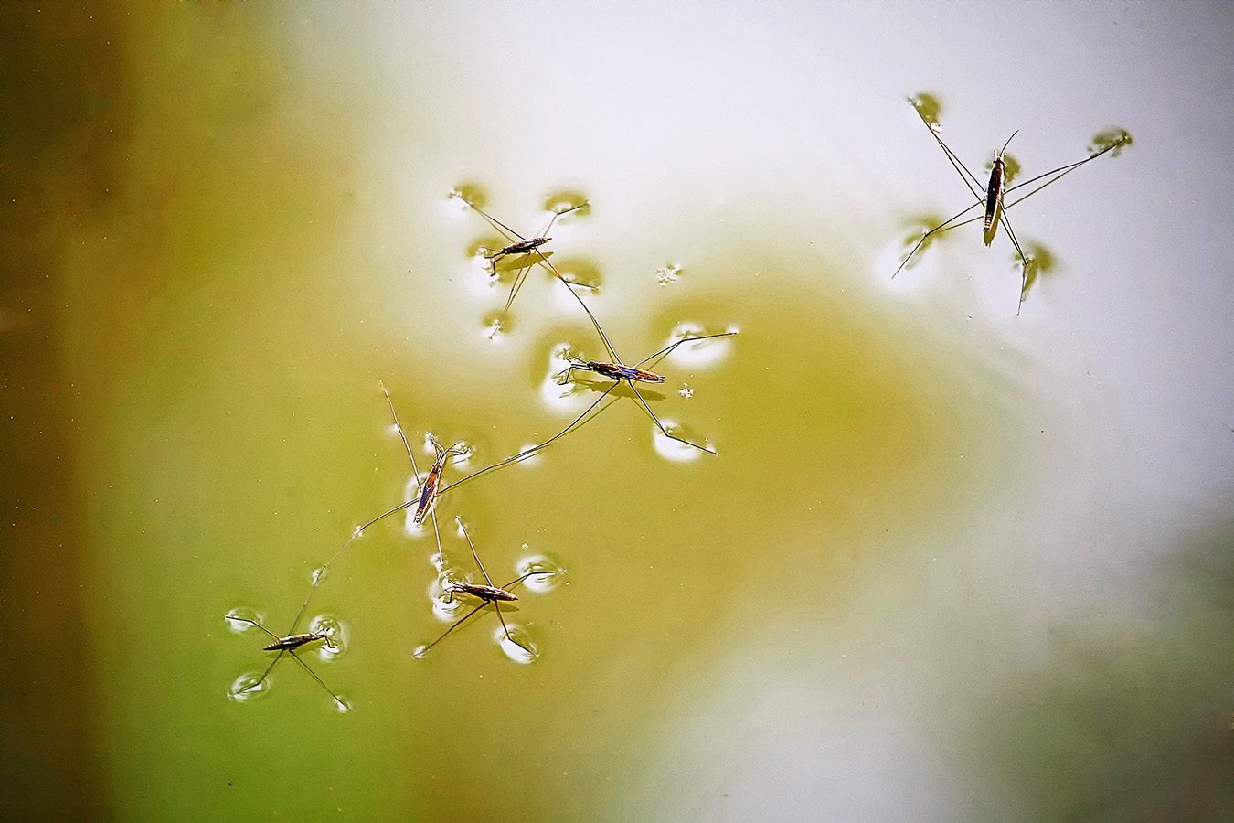 Nationalpark-Donau-Auen-27915-5-Fauna-WL-Insekten-Wasserlaufer,SchneiderB.jpg