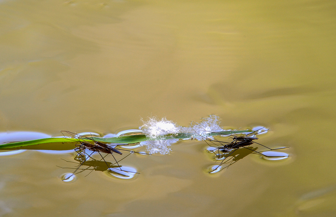 Nationalpark-Donau-Auen-44623-5-Fauna-WL-Insekten-Wasserlaufer,Kracher.JPG