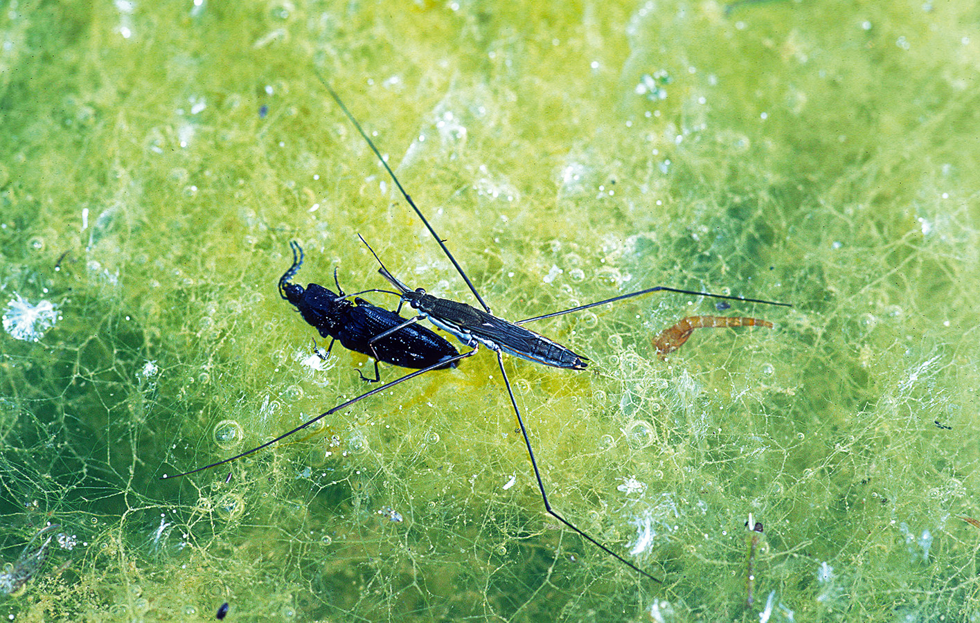 Nationalpark-Donau-Auen-4573-5-Fauna-WL-Insekten-Wasserlaufer,BaumgartnerB.jpg