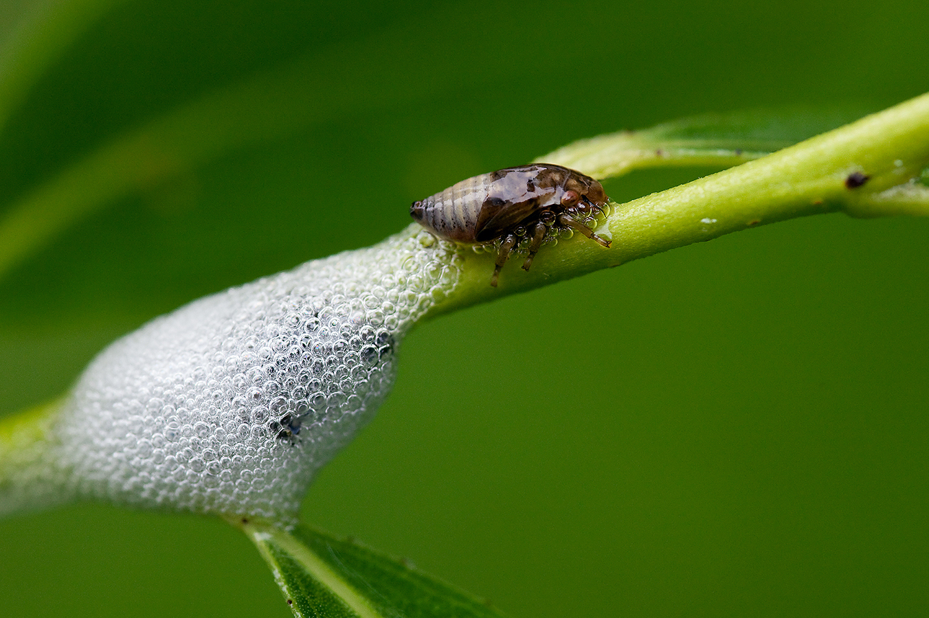 Nationalpark-Donau-Auen-27913-5-Fauna-WL-Insekten-Schaumzikade,Schneider.jpg