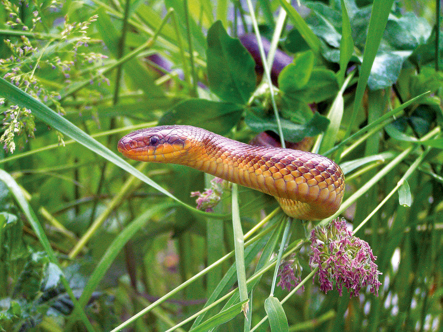 Nationalpark-Donau-Auen-13962-3-Fauna-Reptilien-Askulappnatter,bKurth.jpg
