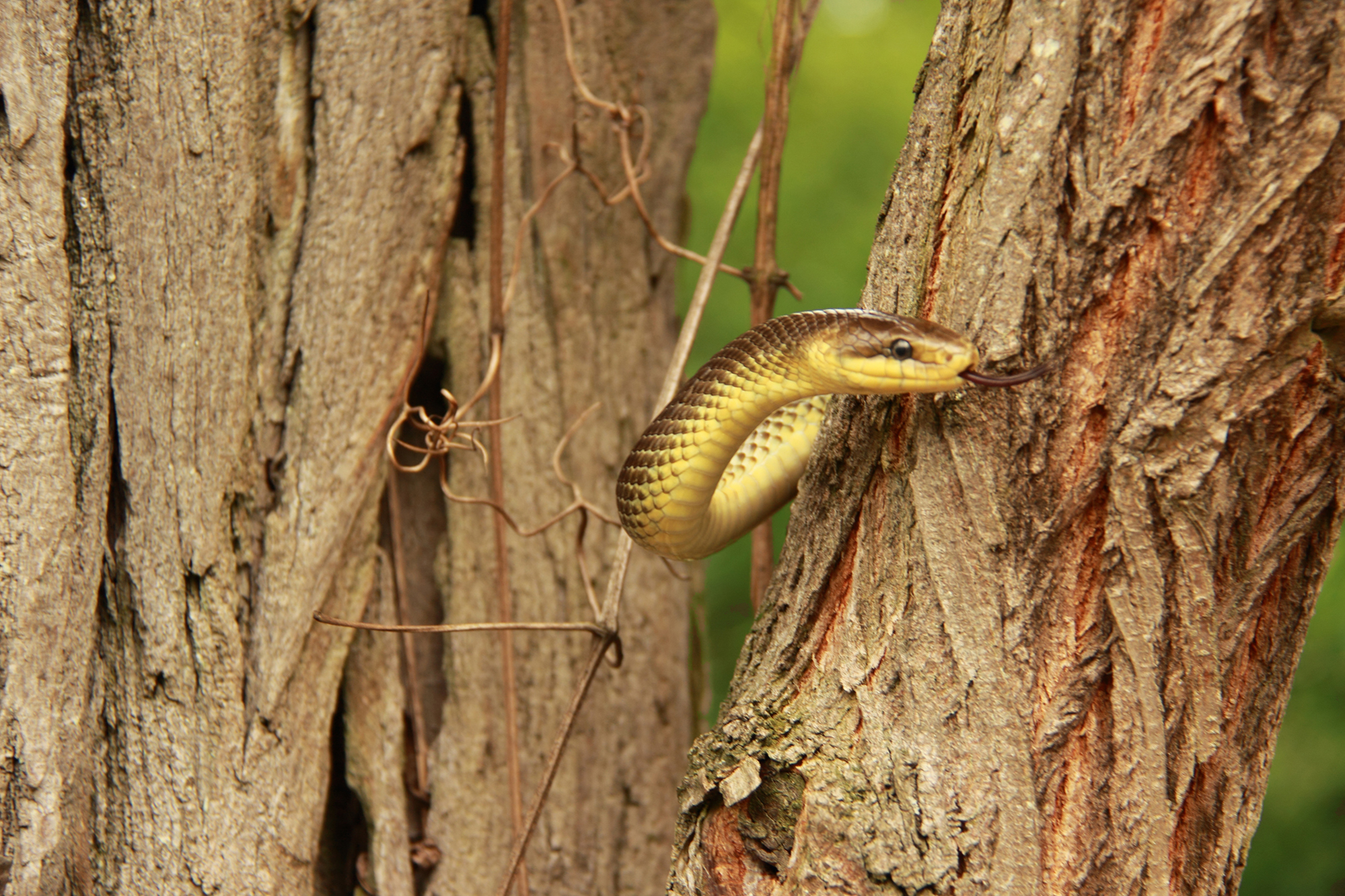 Nationalpark-Donau-Auen-26622-3-Fauna-Reptilien-Askulappnatter,Thomas.JPG