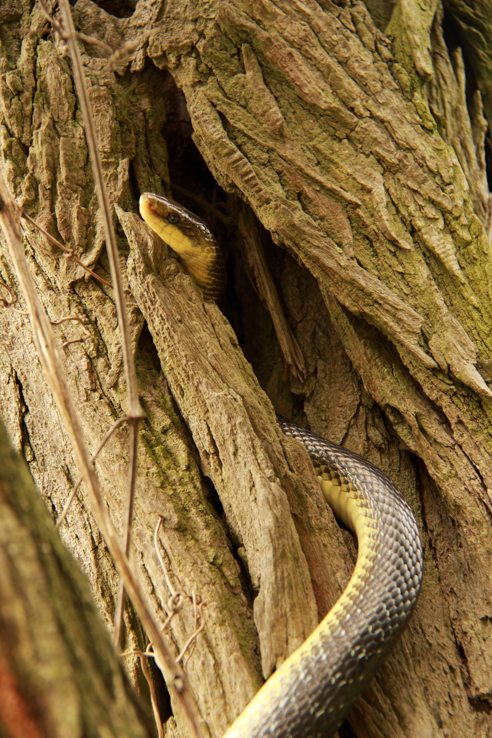 Nationalpark-Donau-Auen-26623-3-Fauna-Reptilien-Askulappnatter,Thomas.jpg