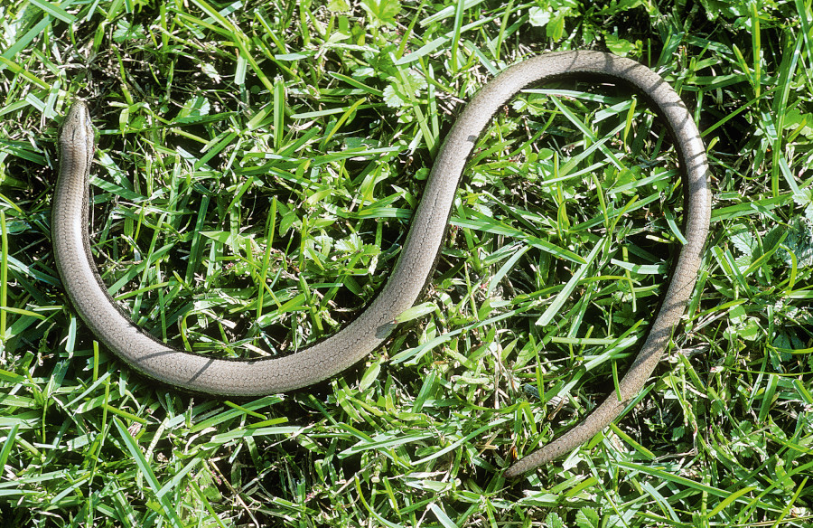 Nationalpark-Donau-Auen-2652-3-FaunaWT-Reptilien-Blindschleiche,BaumgartnerB.jpg
