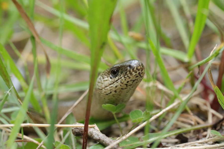 Nationalpark-Donau-Auen-46715-3-FaunaWT-Reptilien-Blindschleiche,Baumgartner.JPG