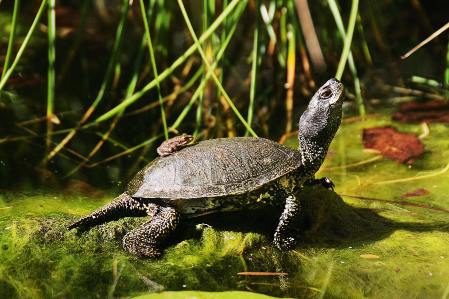 Nationalpark-Donau-Auen-11400-3-WT-Reptilien-Sumpfschildkr,KernB.jpg