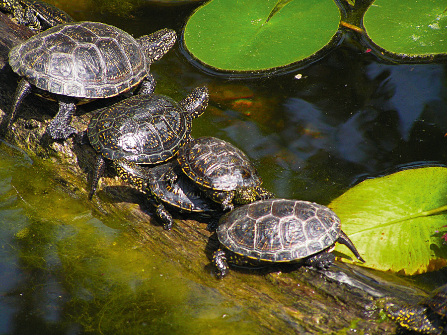 Nationalpark-Donau-Auen-11820-3-WT-Reptilien-Sumpfschildkr,KurthB.jpg