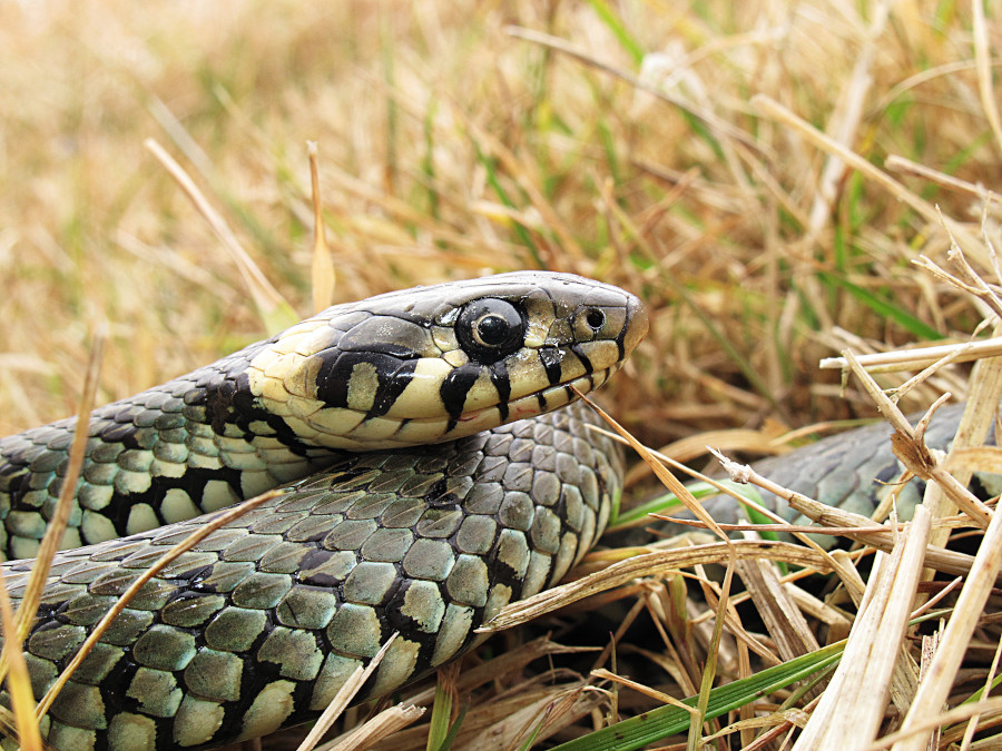 Nationalpark-Donau-Auen-25604-3-Fauna-Reptilien-Ringelnatter,BaumgartnerB.jpg