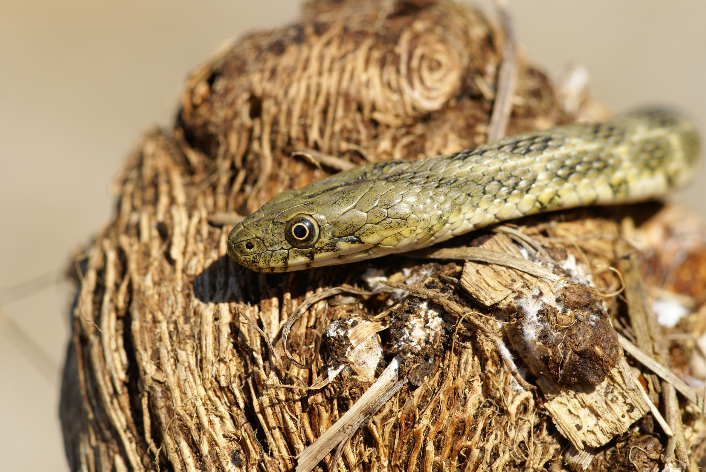 Nationalpark-Donau-Auen-12461-3-Fauna-Reptilien-Wurfelnatter,Baumgartner.jpg