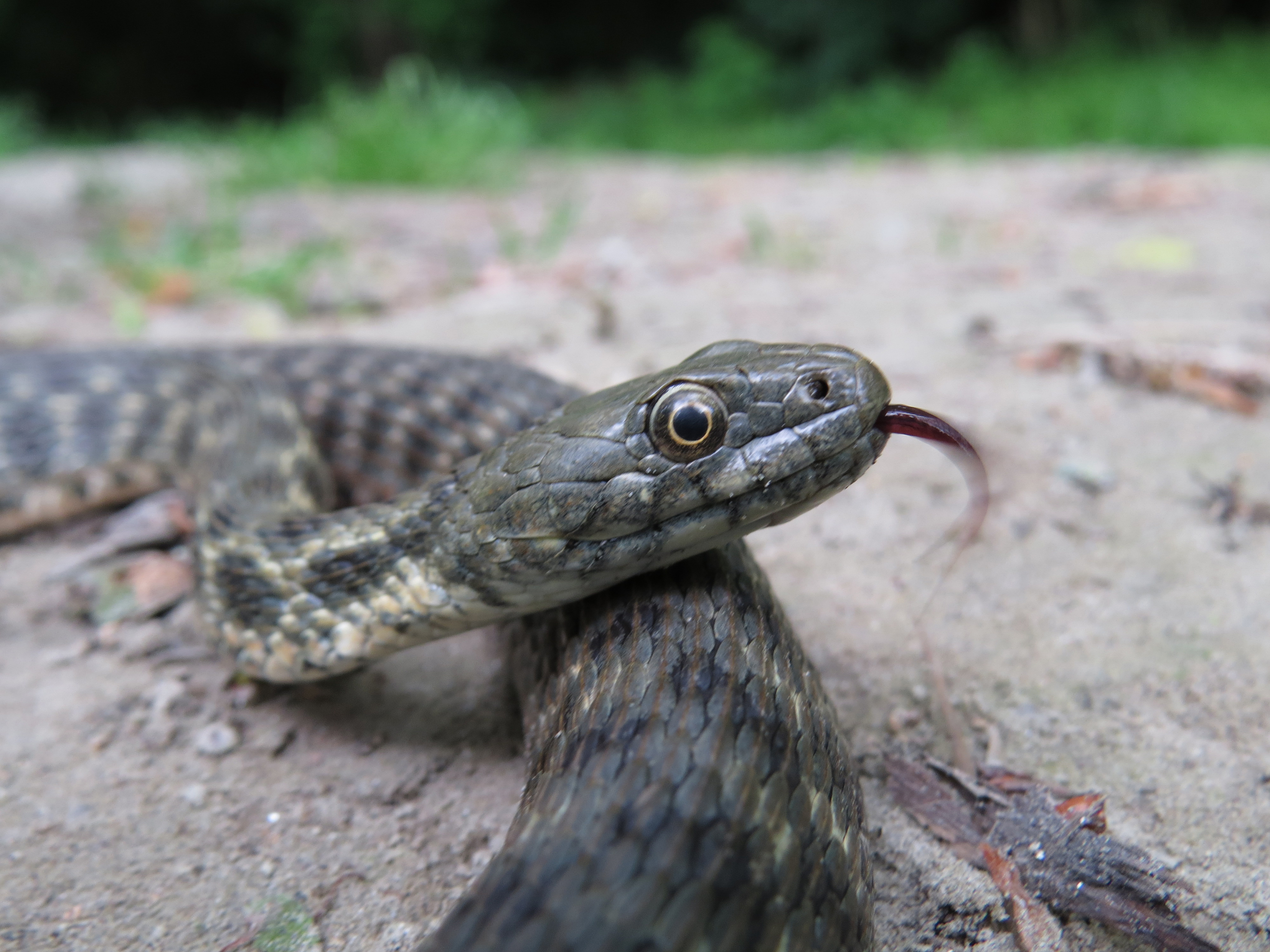 Nationalpark-Donau-Auen-41835-3-Fauna-Reptilien-Wurfelnatter,HillKlepsch.JPG